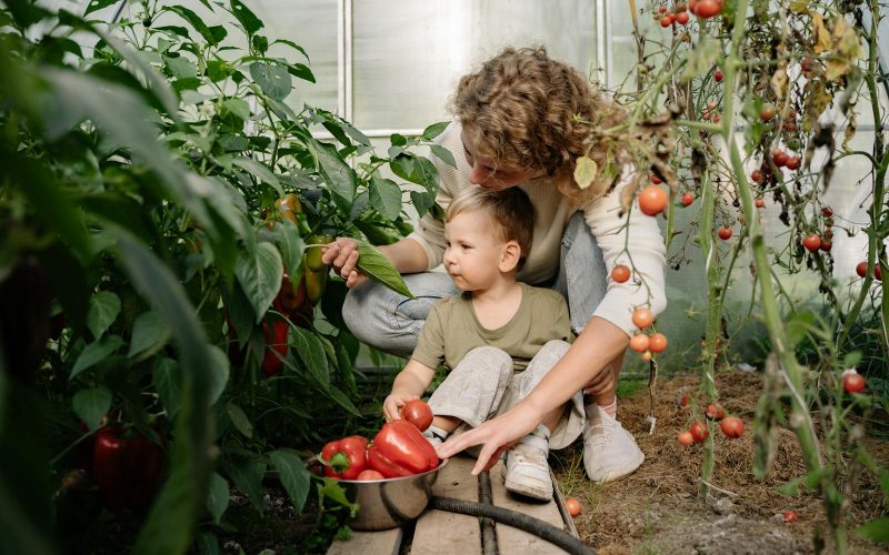 A mother and son harvesting organic red peppers and tomatoes in a greenhouse garden.